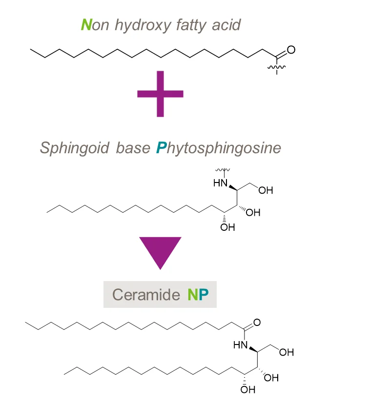 Ceramide repairs skin keratin