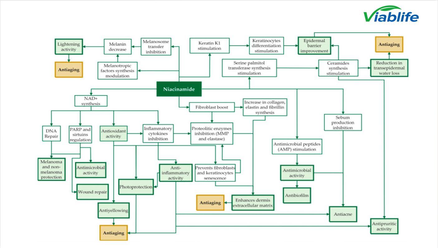 Nicotinamide influences sebum pathways
