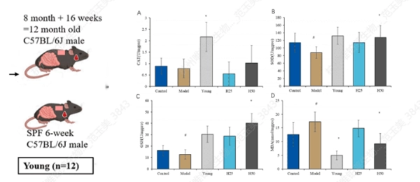 Dual Antioxidant Mechanisms of Hydroxytyrosol2.webp